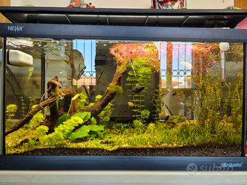acquario 60lt mirabello