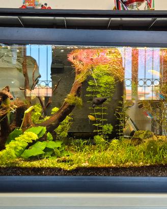 acquario 60lt mirabello