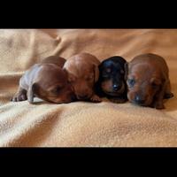 Cuccioli di Bassotto Nano o Kaninchen