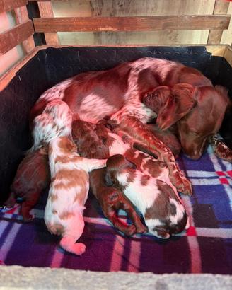 Epegneul Breton cuccioli