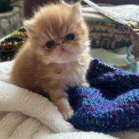 Gatti persiani cuccioli