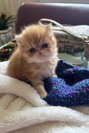 Gatti persiani cuccioli