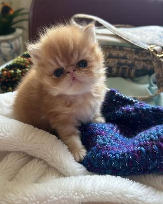 Gatti persiani cuccioli