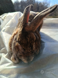 Coniglio riproduttore di due anni