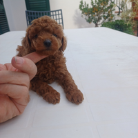 Cuccioli di Barboncino Toy e mini toy