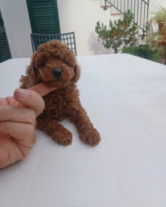 Cuccioli di Barboncino Toy e mini toy