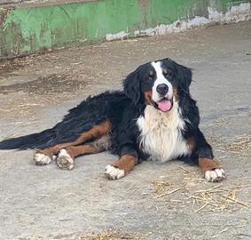 Maschio Bovaro del Bernese