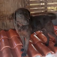 Cani meticci da tenere fuori casa per guardia