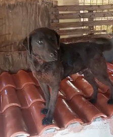 Cani meticci da tenere fuori casa per guardia