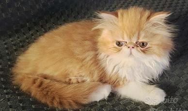gattino persiano