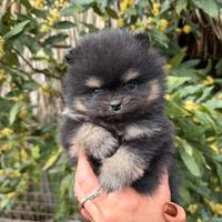 Spitz pomerania mini toy