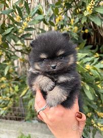 Spitz pomerania mini toy