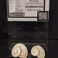 Conchiglie fossili