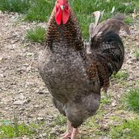 Gallo di 7/8 mesi