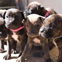 600 Cuccioli cane corso