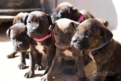 600 Cuccioli cane corso