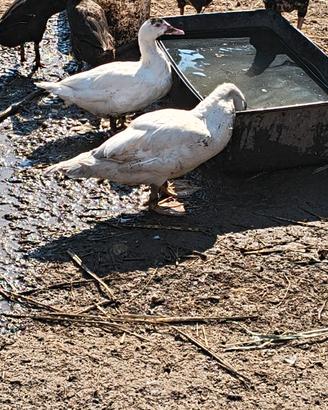 Animali da cortile