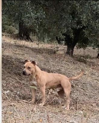 Pitbull