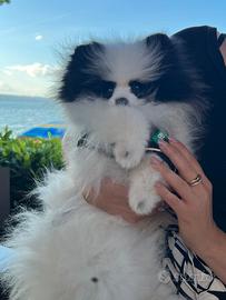 Volpino di pomerania