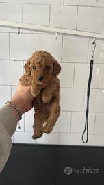 Barboncini toys toy toy