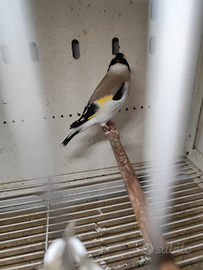 Cardellini mayor 2025