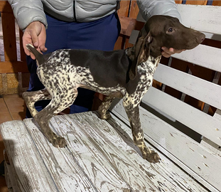 Bracco tedesco ( kurzhaar)