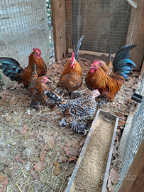 Galletto nana calzata