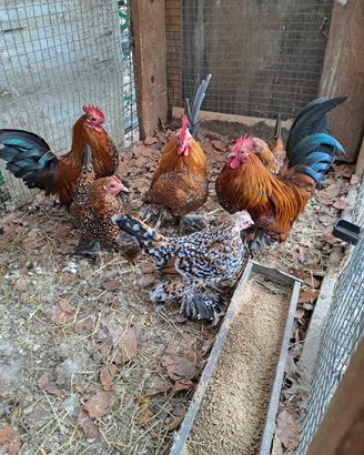 Galletto nana calzata