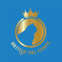 Cuccioli British Shorthair