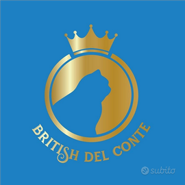 Cuccioli British Shorthair