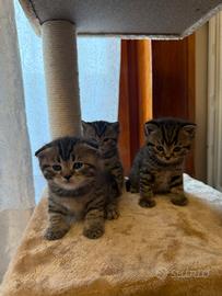 British shorthair