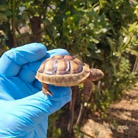 Tartaruga di terra testudo marginata