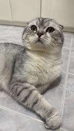 Scottish Fold diponibile per Monta