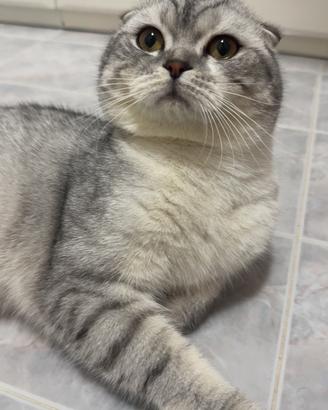 Scottish Fold diponibile per Monta