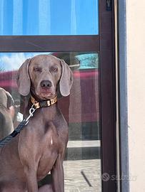 Weimaraner maschio per monta