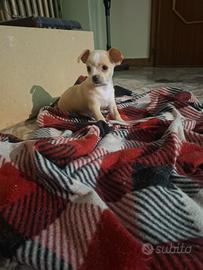 Cucciolo di Chiwawa