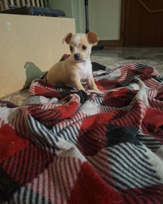 Cucciolo di Chiwawa