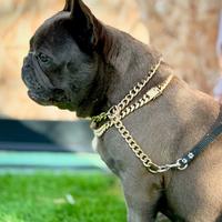 Femmina Blu adulta bulldog francese