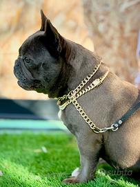 Femmina Blu adulta bulldog francese