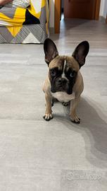 Bulldog francese