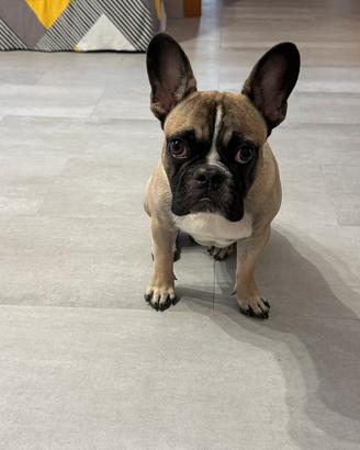 Bulldog francese