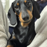 Bassotto maschio per accoppiamento