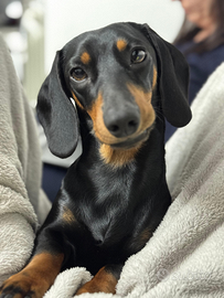 Bassotto maschio per accoppiamento