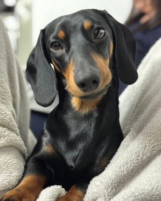 Bassotto maschio per accoppiamento