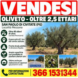 Oliveto terreno agricolo + 2 pozzi  1km da paese