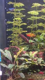 Pesci acquario