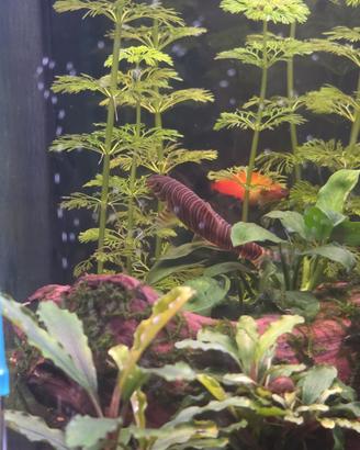 Pesci acquario