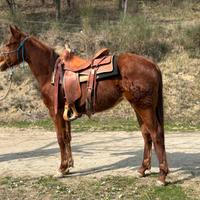 Puledra femmina 2024 APHA