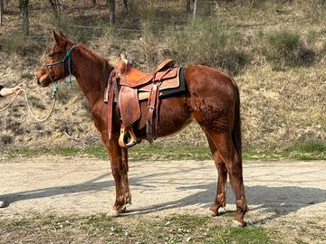 Puledra femmina 2024 APHA