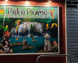 Peli e Piume attività